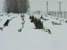Drugi dzień Wielkanocy 2013 - 20 cm ¶niegu...